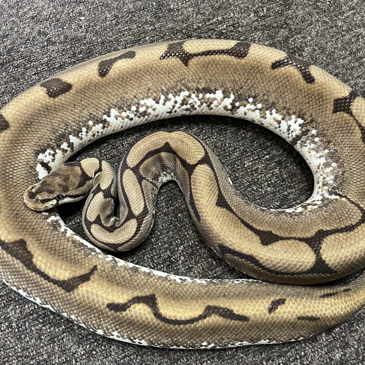 Ballpython_JP tweet picture