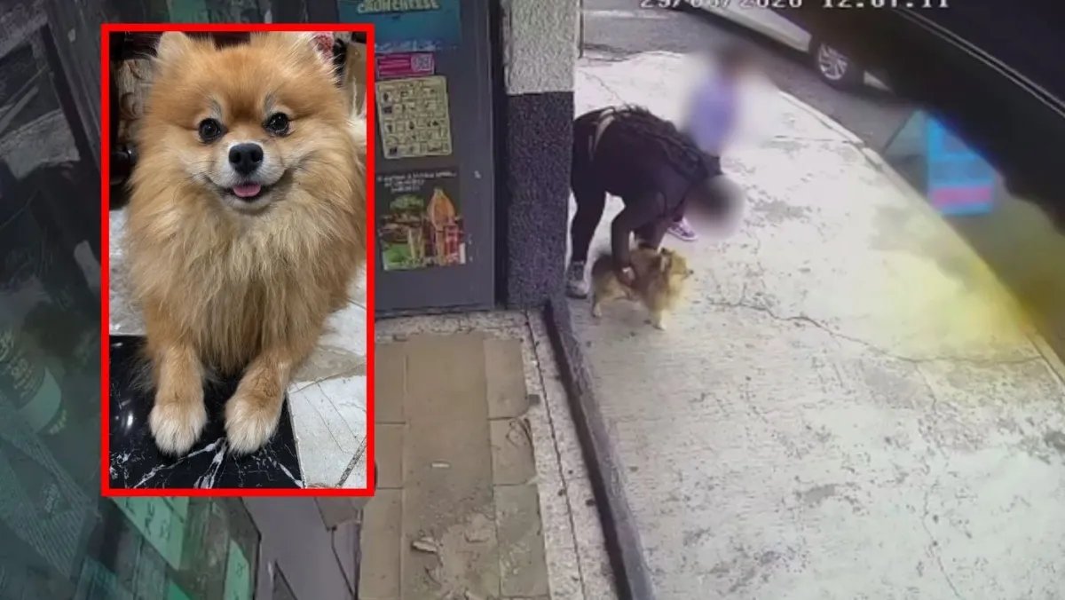 AztecaNoticias's tweet photo. 🚨Madre e hija roban a Bruno, pomerania recuperado en CDMX

Bruno, un perro pomerania, fue robado en la colonia Río Blanco de @TuAlcaldiaGAM por una mujer y su hija, quienes lo acariciaron antes de llevárselo. 

Su dueña, Perla, vivió días de angustia hasta que el caso se viralizó y el martes el animal fue devuelto. 

Aunque volvió a casa, la forma en que ocurrió el robo genera temor sobre lo que pudo haberle pasado.

Conoce más detalles: https://t.co/Ngu9pnbwG4