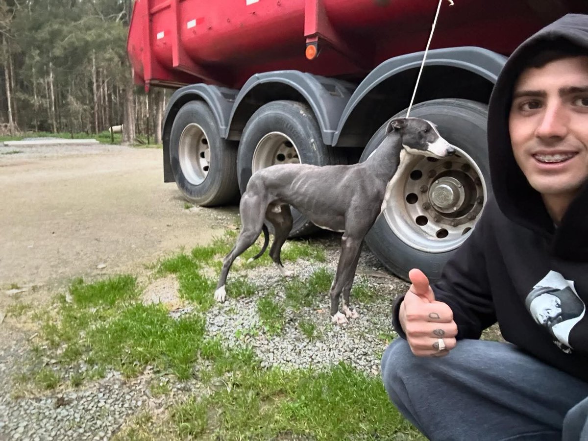 CarlosAmpuero's tweet photo. Pobre Galgo casi Ahorcado con un metro de cuerda, ATERRADO con su cola entre las patas ..
Así es su vida miserable con estos psicópatas ! https://t.co/zVzAA4RIpW