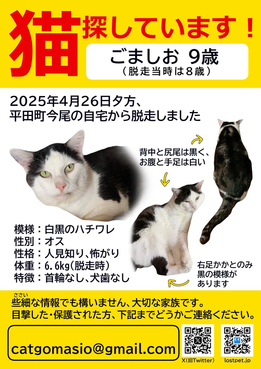 gomasio1125's tweet photo. 岐阜県海津市で迷子猫を探しています
1年4ヶ月と日にちが経過していますが再会を諦めていません
白黒ハチワレ柄の大きめオス猫です
右足かかとのみ黒い模様があります
似た特徴の子を見た、保護した等
情報をお寄せ頂けると幸いです🙇‍♀️
#迷子猫 迷い猫 拡散希望 岐阜県 海津市 https://t.co/Nxo1YveLvT