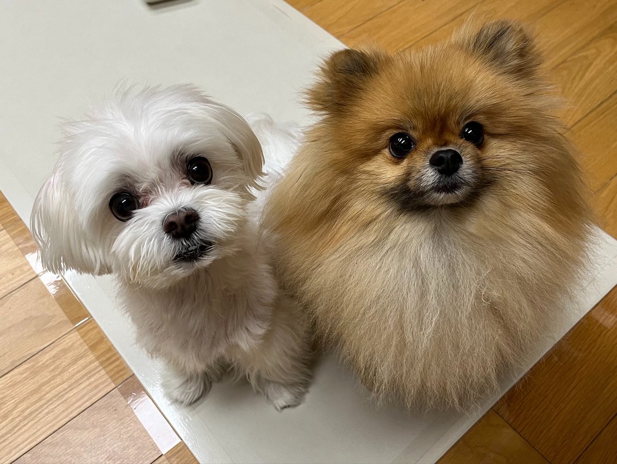 jjddomm's tweet photo. 먹고싶어요 https://t.co/sTOlzivIY0