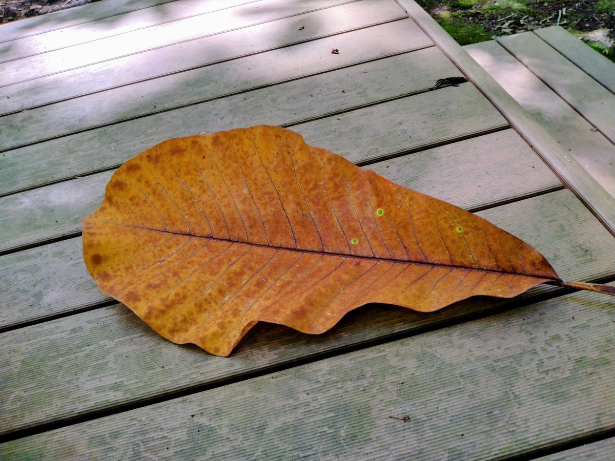 ak17nov's tweet photo. #FeelsLikeFall #AutumnVibes #MaybeAutumn https://t.co/m28a01BXG9