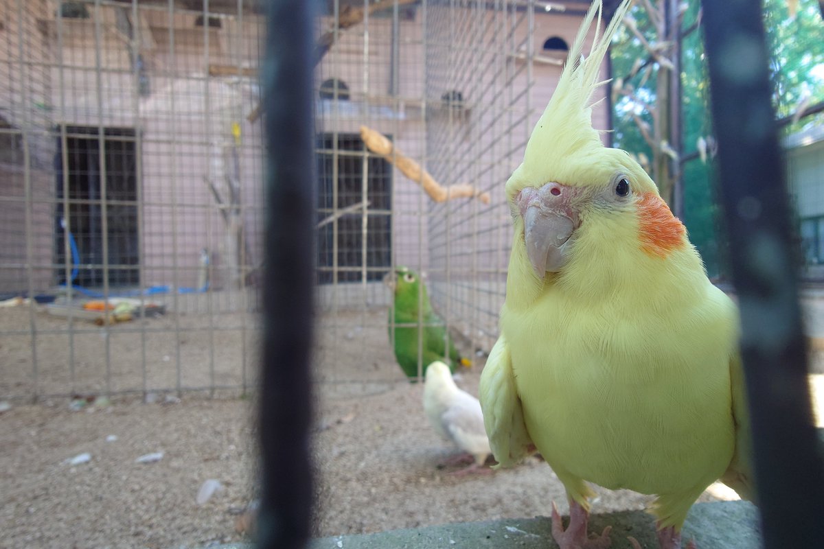 lik_nasua_nasua's tweet photo. いきなり目の前に颯爽と現れたオカメ🦜
じわじわくるw
#久留米市鳥類センター
#オカメインコ
#Cockatiel https://t.co/qpJtFriOCt