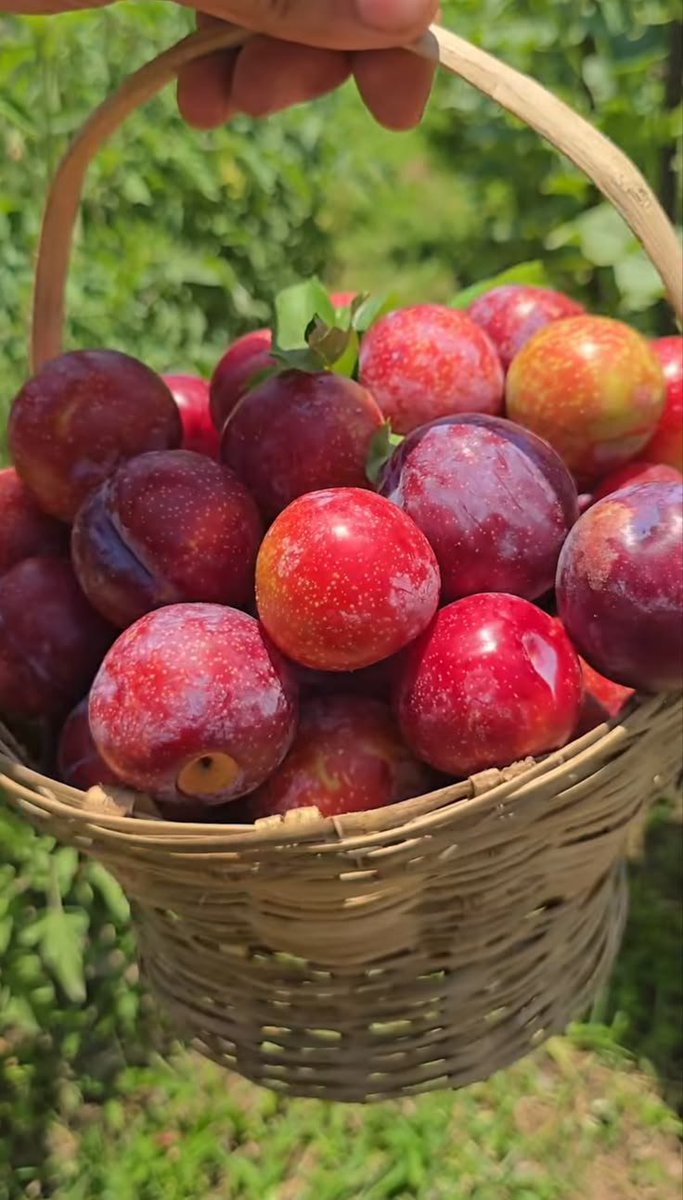Fruitaesthetic's tweet photo. https://t.co/eSbQLD8gu3