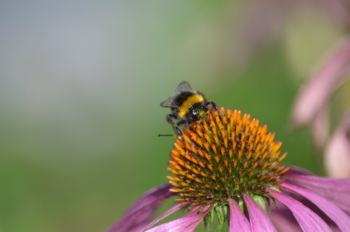 owadzisko's tweet photo. Trzmiel rudy i trzmiel ziemny
Bombus pascuorum|Bombus terrestris https://t.co/wo4Ire8Mdk