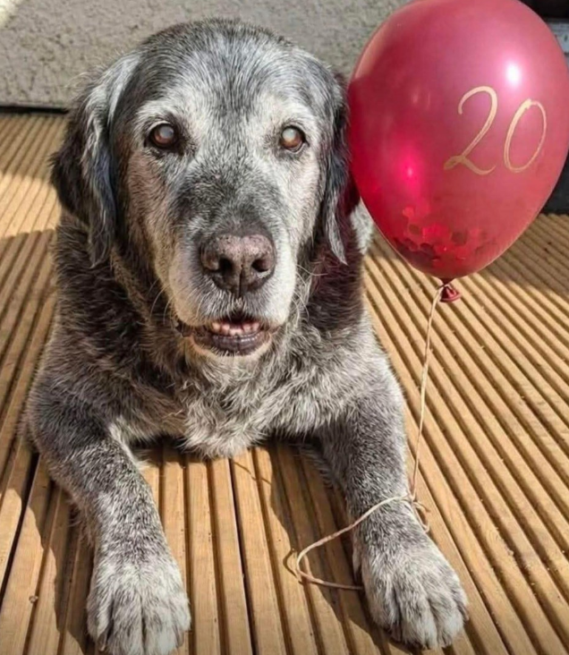 BestinDogs's tweet photo. Send him one ❤️ for his 20s birthday https://t.co/vOz91Z0tUv