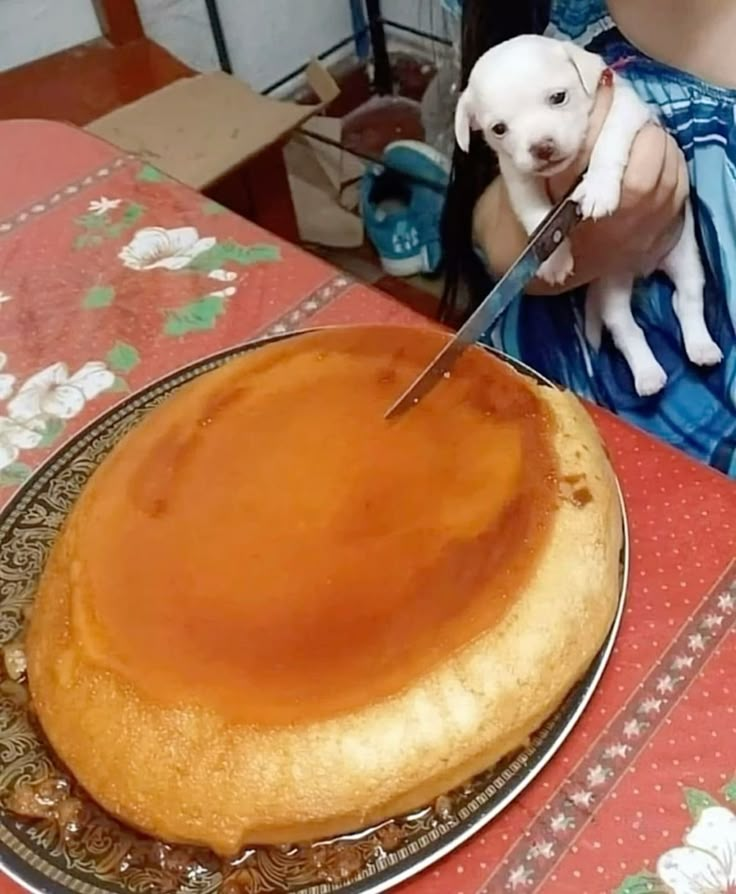 odeiootaco's tweet photo. se fosse mulher pelada todos iriam curtir mas é só um cachorrinho cortando um pudão https://t.co/SnD5QaKZXi