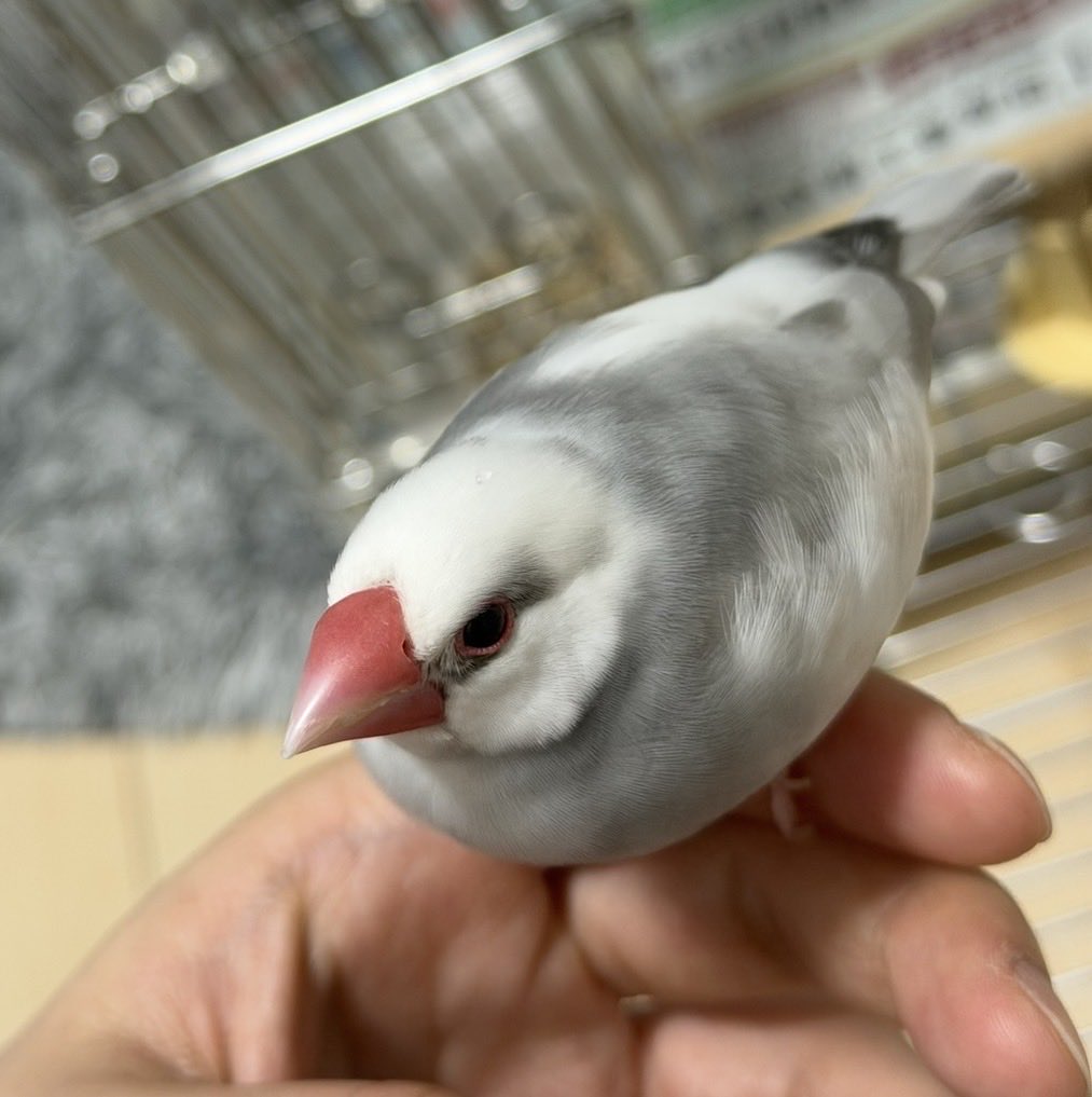 nana2bun's tweet photo. 8/25千葉県成田市で文鳥が行方不明になりました。
家族が一瞬窓を開けた隙に飛んで逃げたそうです。
とても人懐っこい3歳の女の子です。
目撃、保護等の情報をご連絡ください。
#迷い鳥 #迷子鳥 #拡散希望 https://t.co/sggAoHEfxK