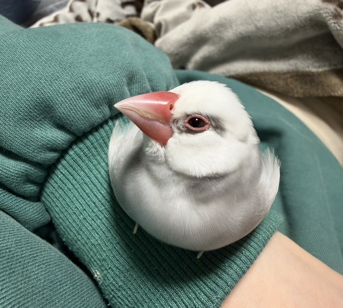 nana2bun's tweet photo. 8/25千葉県成田市で文鳥が行方不明になりました。
家族が一瞬窓を開けた隙に飛んで逃げたそうです。
とても人懐っこい3歳の女の子です。
目撃、保護等の情報をご連絡ください。
#迷い鳥 #迷子鳥 #拡散希望 https://t.co/sggAoHEfxK