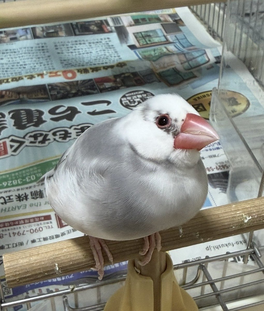 nana2bun's tweet photo. 8/25千葉県成田市で文鳥が行方不明になりました。
家族が一瞬窓を開けた隙に飛んで逃げたそうです。
とても人懐っこい3歳の女の子です。
目撃、保護等の情報をご連絡ください。
#迷い鳥 #迷子鳥 #拡散希望 https://t.co/sggAoHEfxK