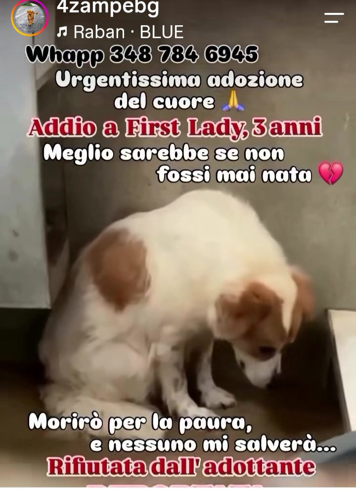Gioia46507476's tweet photo. Se non trova adozione, verrà trasferita in un canile di 2500 cani‼️Si trova in Calabria dove i canili stanno scoppiando‼️Adottate/condividete. Grazie 🆘️🆘️🙏❤️🙏❤️🙏❤️🙏❤️🙏❤️ https://t.co/2YZeP7Ift0