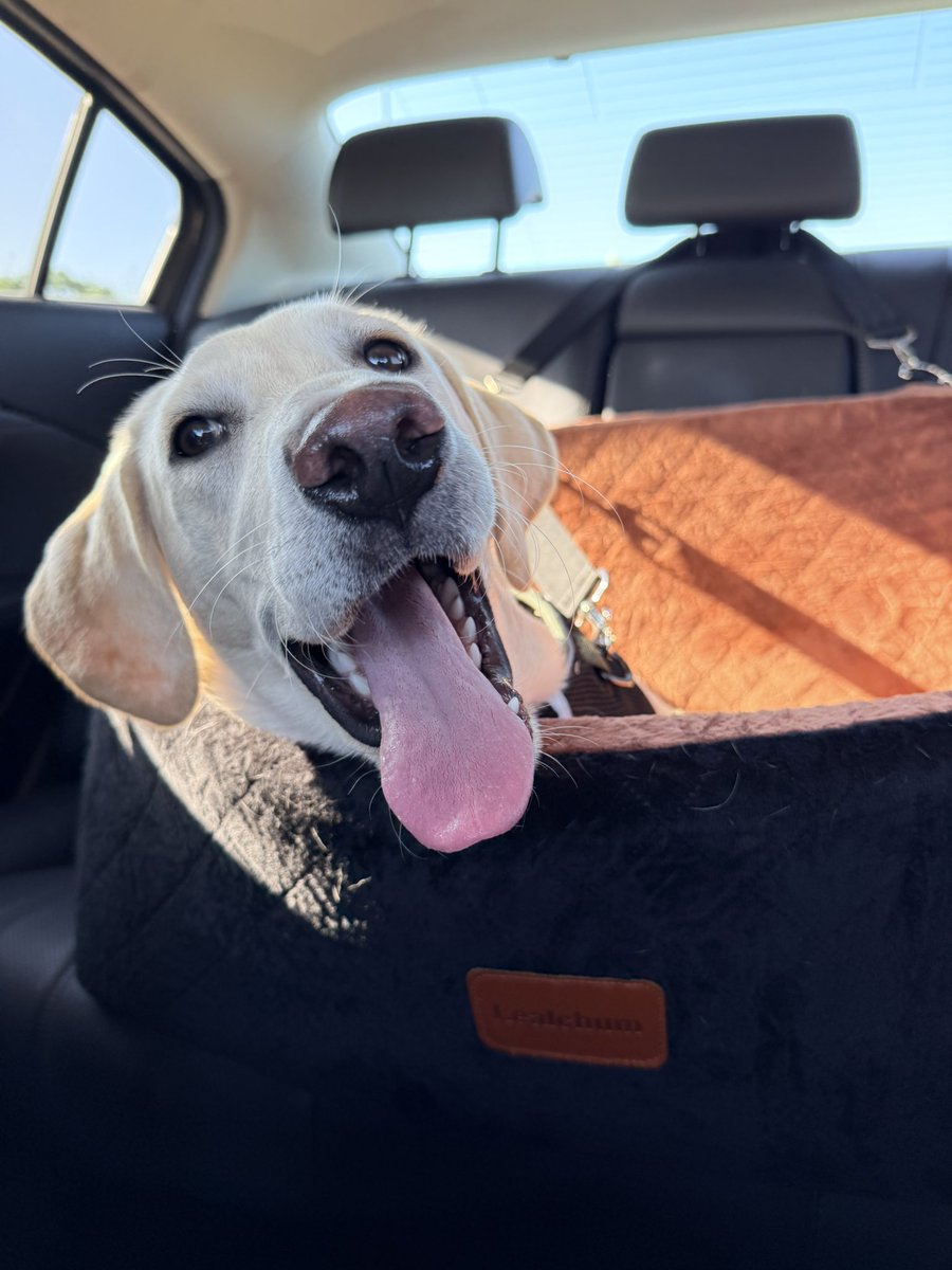 LornaMcClements's tweet photo. @RoyalFamily Happy International Dog Day to all our 4 legged friends! https://t.co/lnqfSW22bt