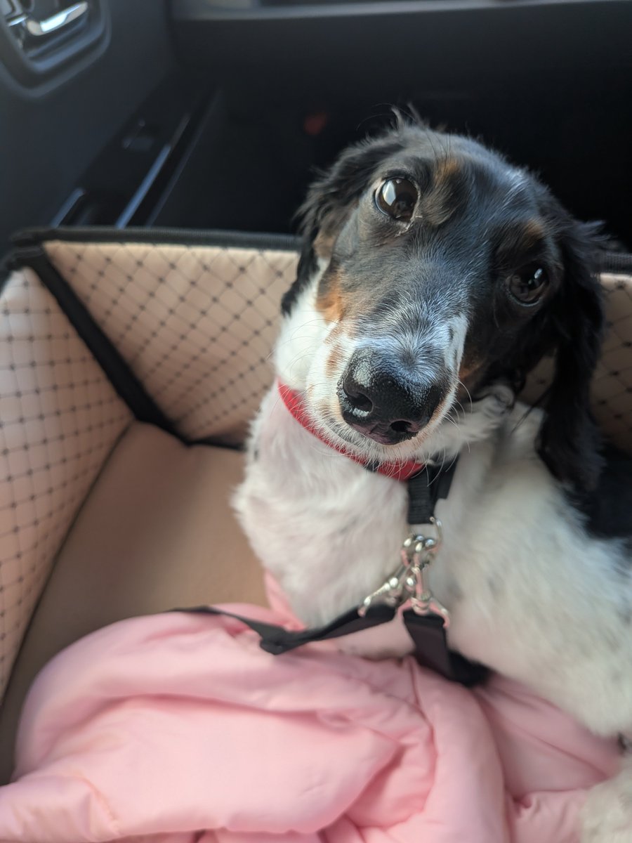 miyamiya1058's tweet photo. #世界犬の日 https://t.co/kHlLAliCHt