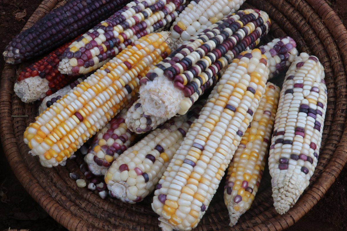 CefrohtUg's tweet photo. Our seed. Our food. Our sovereignty. A seed law that sees only commercial seed systems is a law written for half of East Africa. Fix that half, or it isn't ready to pass.
#SeedSovereignty, #UnitedForLocalSeeds #IndigenousSeedsEA2026 #EACSeedBill https://t.co/pRUDv7wcwj