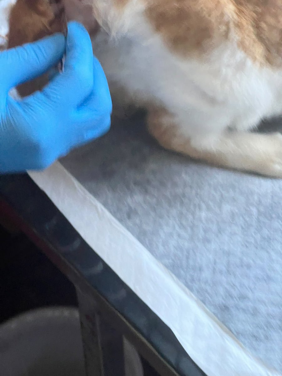 klikklak1392's tweet photo. My cat was attacked last night by skorisss cats.Niko kwa vet wamesema he will be admitted for 5 days to undergo a surgery. https://t.co/R56twnP5Ws