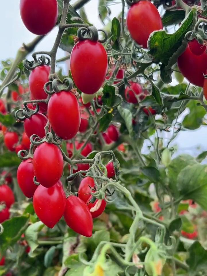 borginhasd99's tweet photo. Fresh organic cherry tomatoes and basil just arrived at local farmers' market! Perfect for tonight's caprese salad. Grab yours before they sell out. https://t.co/UsamtlFZbw