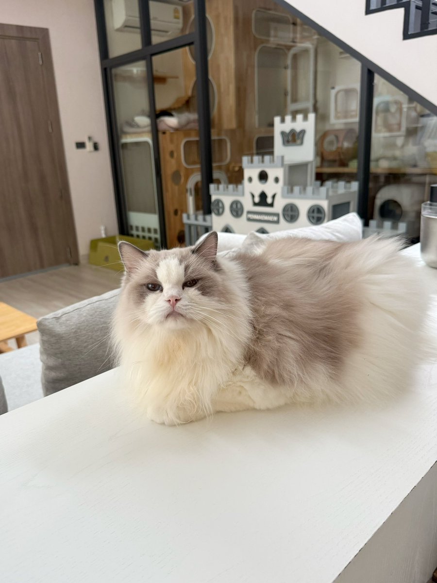 Bonusiie's tweet photo. นี่เค้าฝืนลืมตาเพื่อให้แม่ถ่ายรูปเลยนะ https://t.co/X2xTqFw76w