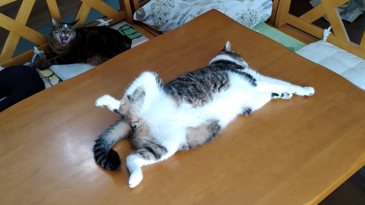 ibc_kamihiro's tweet photo. #ねこのひらき です。多三郎が寝転がり体を傾け、前足を揃えつつ後ろ足を大きく広げアジの開きのようになっています。時折足をピクピク動か��完全にリラックスした状態。傍らではマキちゃんが大欠伸。この状態を英訳するのは難しく結局「Happy Cat」ともいうそう。穏やかな晩夏の午後です。 https://t.co/lTnybClDtq