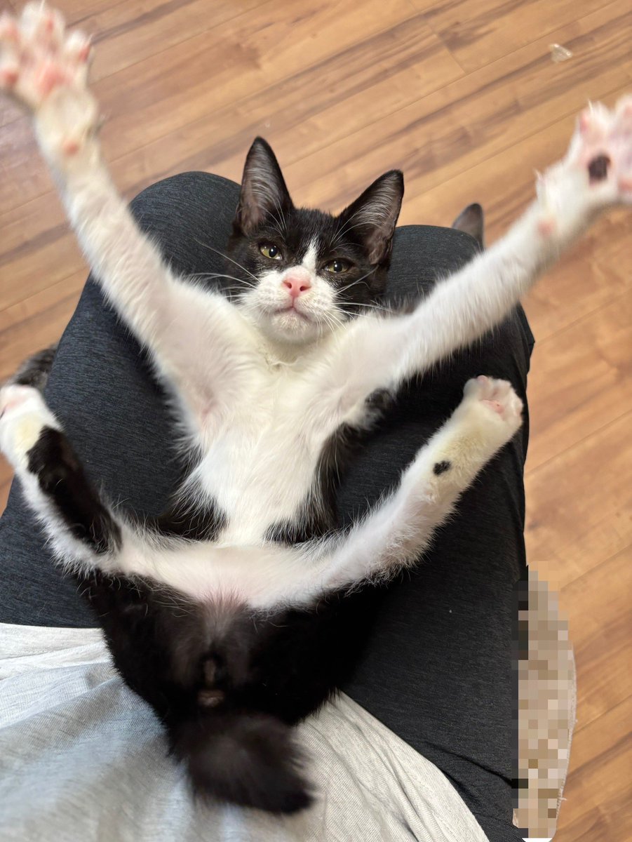 aims2koz's tweet photo. 本当に猫か？ https://t.co/eNPT8LDwaO