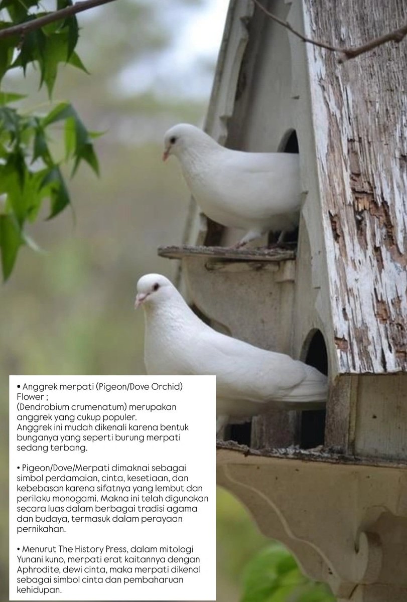 Krayon_warnaku's tweet photo. ʕ∙ჲ∙ʔ : 
ARSIP CAMPUR ADUK :
• Bunga Anggrek Merpati di Rumah 🏠/House'nya TWINS/KEMBAR (Arum.A²)
• Artikel tentang Bunga Anggrek Merpati &amp; Burung Merpati (Dove).
@KertasRubrik https://t.co/rrNMyGH1TE