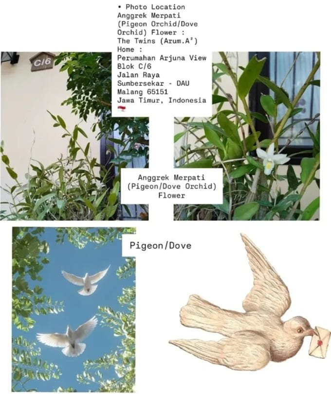 Krayon_warnaku's tweet photo. ʕ∙ჲ∙ʔ : 
ARSIP CAMPUR ADUK :
• Bunga Anggrek Merpati di Rumah 🏠/House'nya TWINS/KEMBAR (Arum.A²)
• Artikel tentang Bunga Anggrek Merpati &amp; Burung Merpati (Dove).
@KertasRubrik https://t.co/rrNMyGH1TE