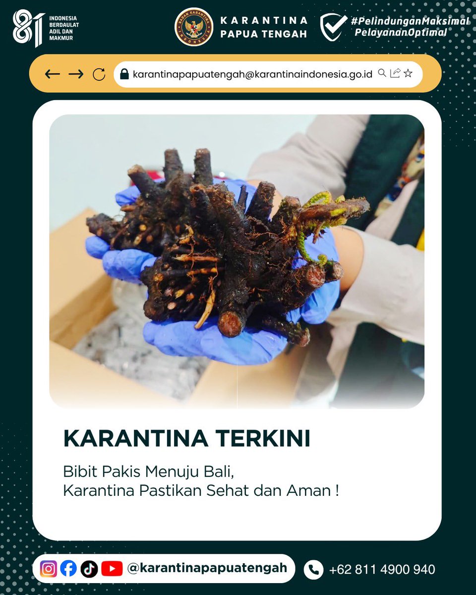 KarantinaPateng's tweet photo. Amolongo SobatQ 👋🏻

Rilis Karantina Papua Tengah, 26 Agustus 2026
Nomor : 93/BKHIT-PT/08/2026

Bibit Pakis Menuju Bali, Karantina Pastikan Sehat dan Aman !

Selengkapnya : https://t.co/cJfJBuo26L

#karantinapapuatengah #karantinaindonesia https://t.co/fdgZuXDJIY