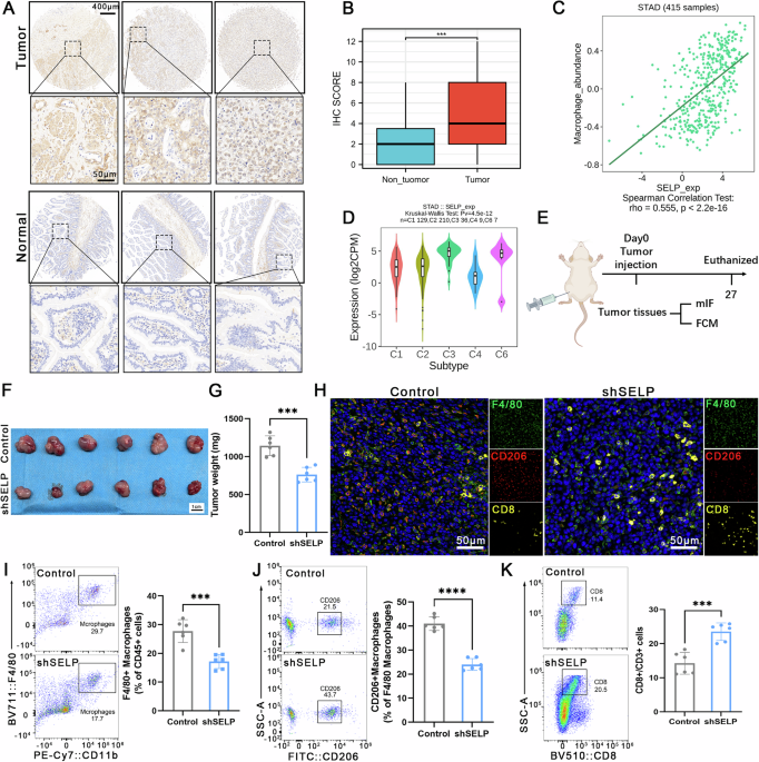 rababcancerfou1's tweet photo. Blocking SELP/PSGL1 reprograms M2 macrophages, breaks the lactate-driven feed-forward loop, and sensitizes gastric cancer to anti-PD-1 in preclinical models. https://t.co/7xBPwF6vfK