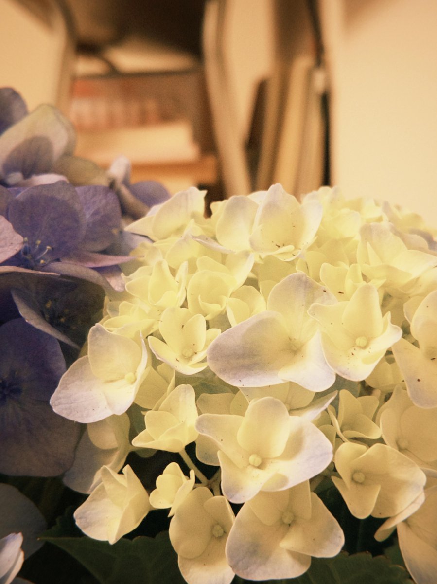 LittleStarDiary tweet picture