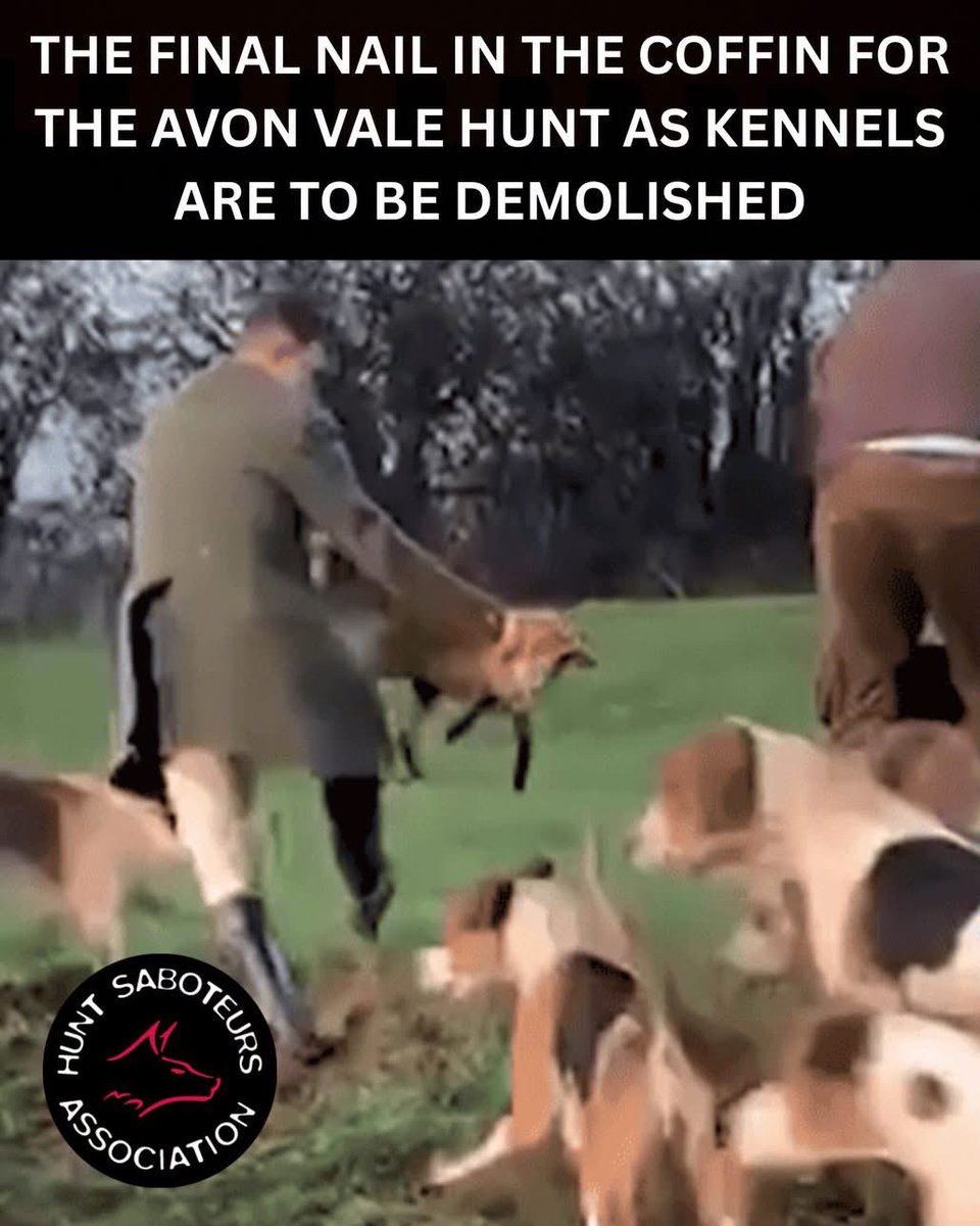 Protect_Wldlife's tweet photo. In 2023 the Avon Vale hunt were thrown out of the British Hound Sports Association after footage emerged of them throwing a fox to hounds and bolting another. However, this wasn't the first video to be shared of this kind of disgusting behaviour as another instance of them digging out a fox and throwing it to waiting hounds was shared in 2020.

At the end of 2025 the Avon Vale hunt were no more as an application was submitted to Companies House to strike them off. Three days ago, news reports stated that plans have been submitted to demolish the kennels, near Lacock to make way for residential accommodation. 

The Avon Vale hunt will forever be a stain on our countryside, but it does beg the question as to why the BHSA threw them to the dogs but have taken no such action against the Coniston Foxhounds who were caught on a drone last year by Lake District Hunt Sabs, doing exactly the same thing.

Via @HuntSabs.