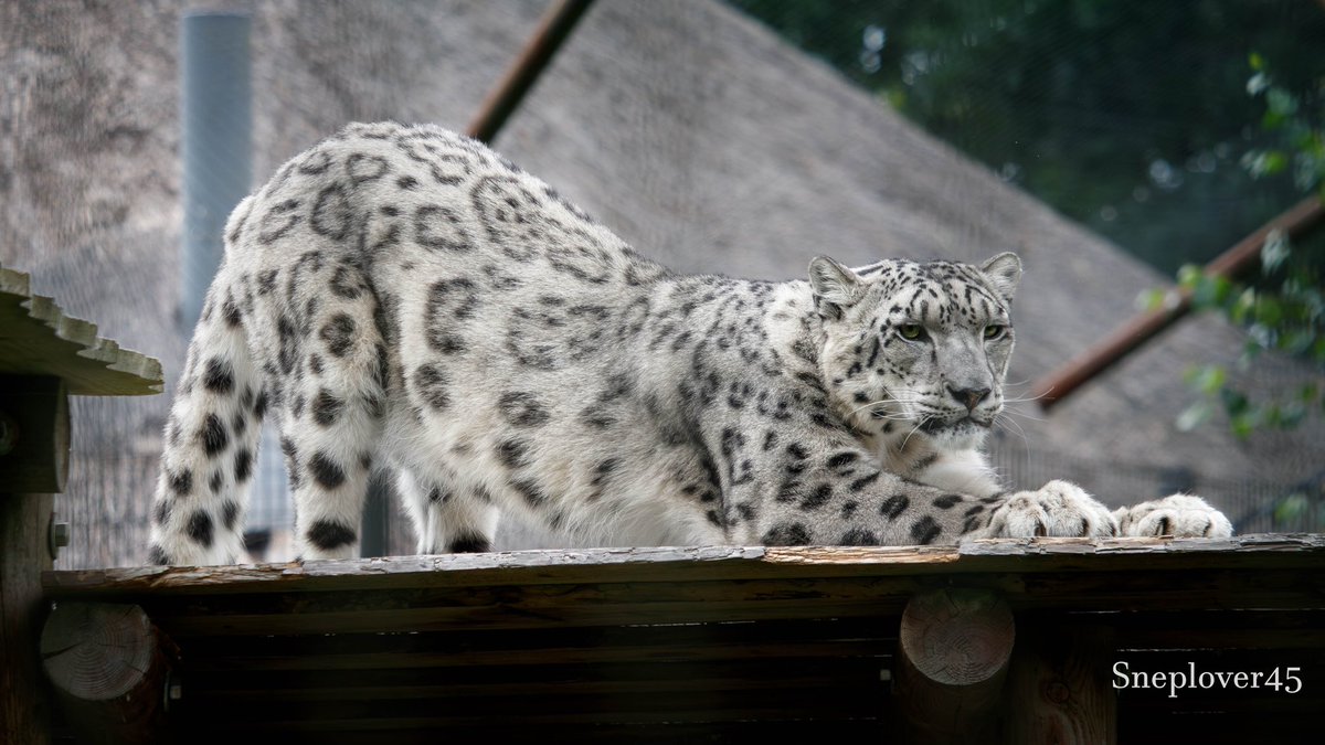 sneplover45's tweet photo. Making eye contact while sharpening his nails π
#Snowleopard #Joep #DierenparkHoenderdaell https://t.co/PebDf6nbQW