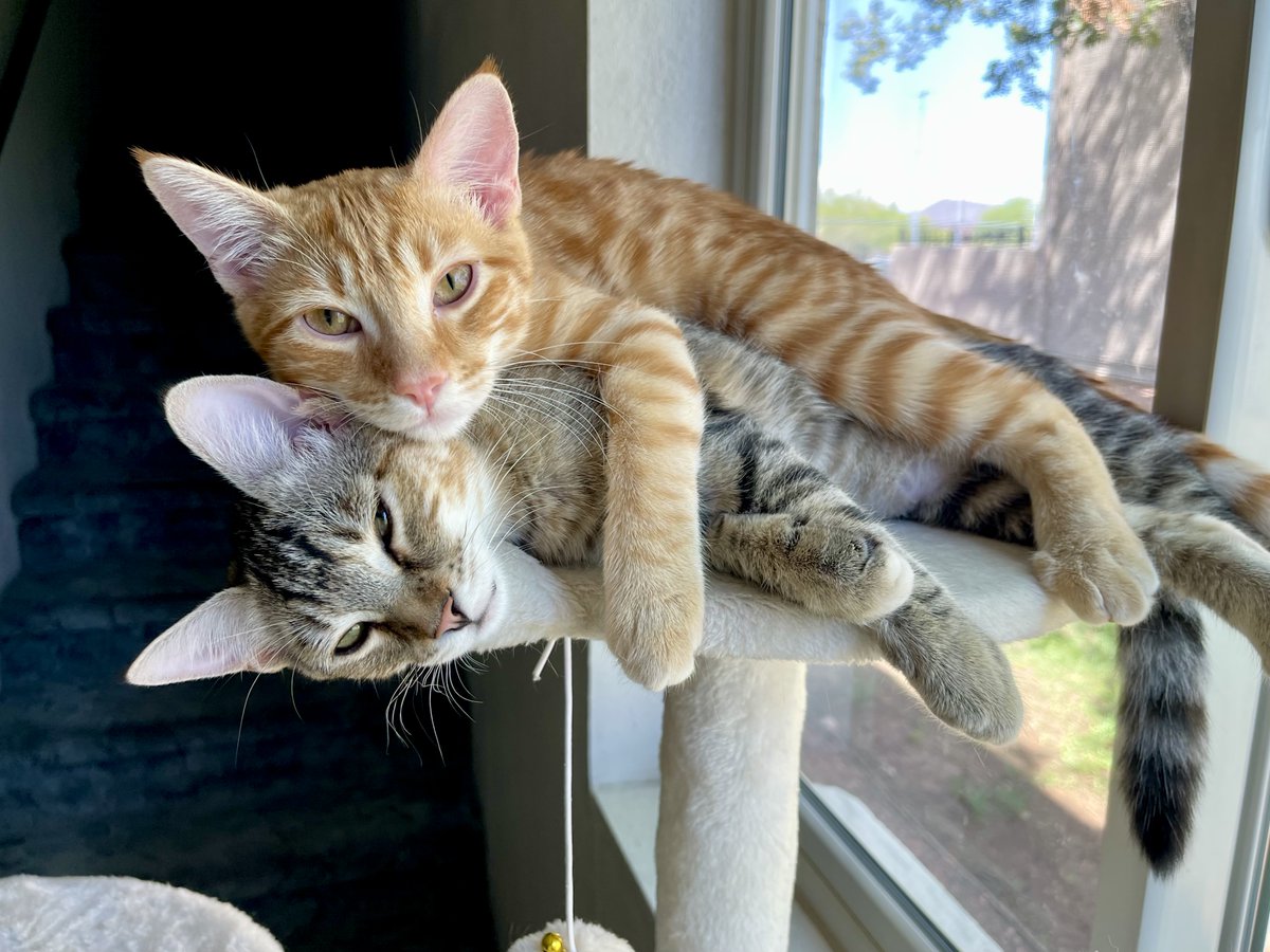 SubduedSnarl's tweet photo. The Dynamic Duo 🥰

#Cats 
#Max #Furrari 
#Littermates https://t.co/yzfYRGWzuK
