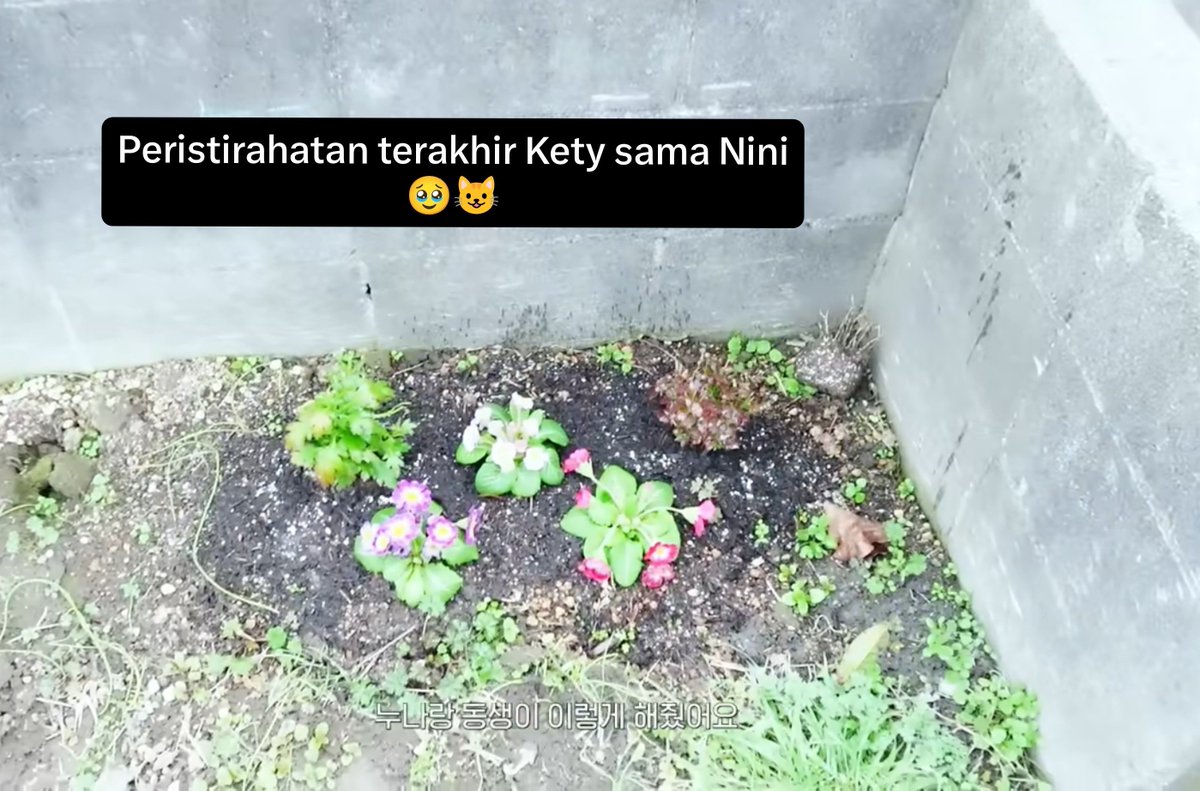 obiyeowo's tweet photo. Obi baru bisa liat vlog-nya #YU sekarang ㅠㅠ 😭🥺🐈‍⬛ nangis banget ㅠㅠ

Jadi Yu awalnya punya 3 kucing 😺
• Catty/Kety (?) 
• Nini 
• Kurun 

Tapi November 2024 Nini udah nggak ada 🤧 terus disusul sama Kety Juni tahun lalu 😭 tinggal Kurun ㅠ

Ketiga-nya diadopsi dari penampungan kucing.

Sebelum dikuburin, bulunya Kety 😺 sempet Yu masukin ke botol kecil gitu

(mungkin buat kenang-kenangan kali ya? Sedangkan yang Nini katanya nggak sempet dia lakuin ㅠㅠ)

Nah, Beberapa bulan kemudian keluarganya adopsi kucing lagi dan ternyata dari penampungan kucing juga 🥹💓😺

• Mugi 
• Sakura
• Momiji

Yang namanya Mugi, dia nggak punya satu kaki depan 🥺 tapi lucu banget dia mbul 🥹

Kucing-kucingnya pada bersihh lucuuu 😭 🫶🏻 

Beneran cat lovers nya kelihatan banget si Yu nihh 🥹💓⭐ sekarang dia punya 4 kucing 😃😺