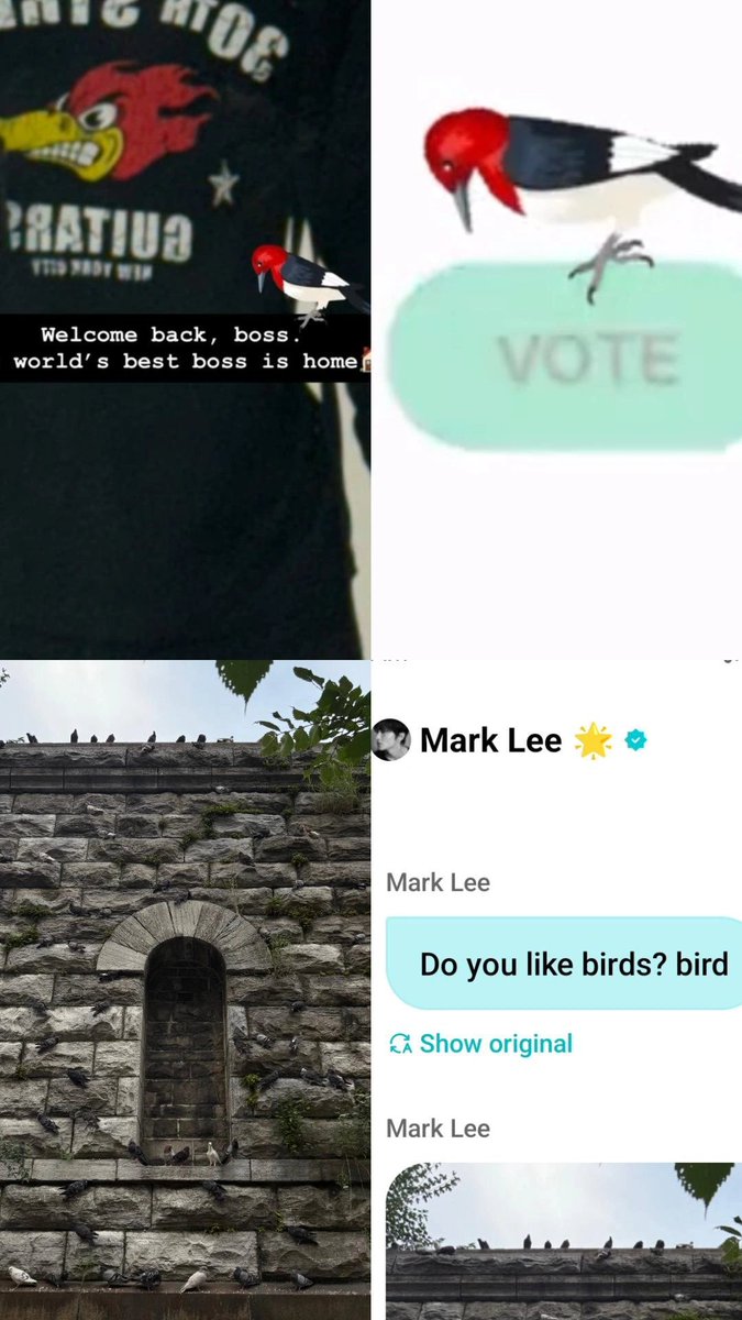 markyuppi's tweet photo. “bird” 

he’s definitely spoiling something ????????  😭😭 https://t.co/8MO9DcCpa8