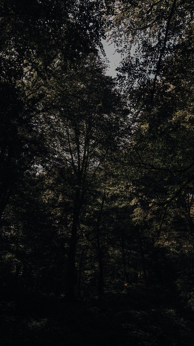 mniavaa's tweet photo. 🌳🪵 https://t.co/LqnrcWr63g