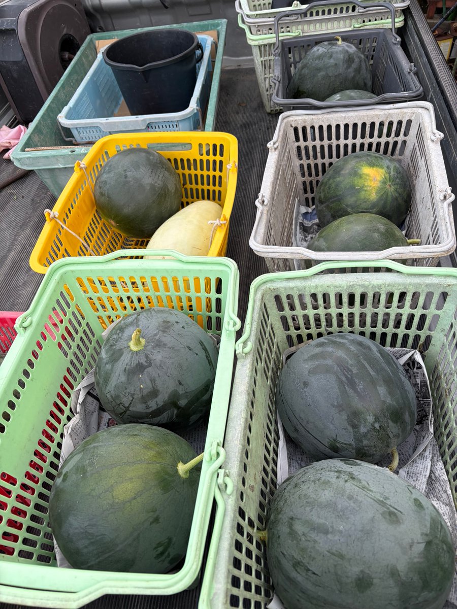 goriranpi's tweet photo. 採れたてスイカ🍉 https://t.co/jECdliXVME