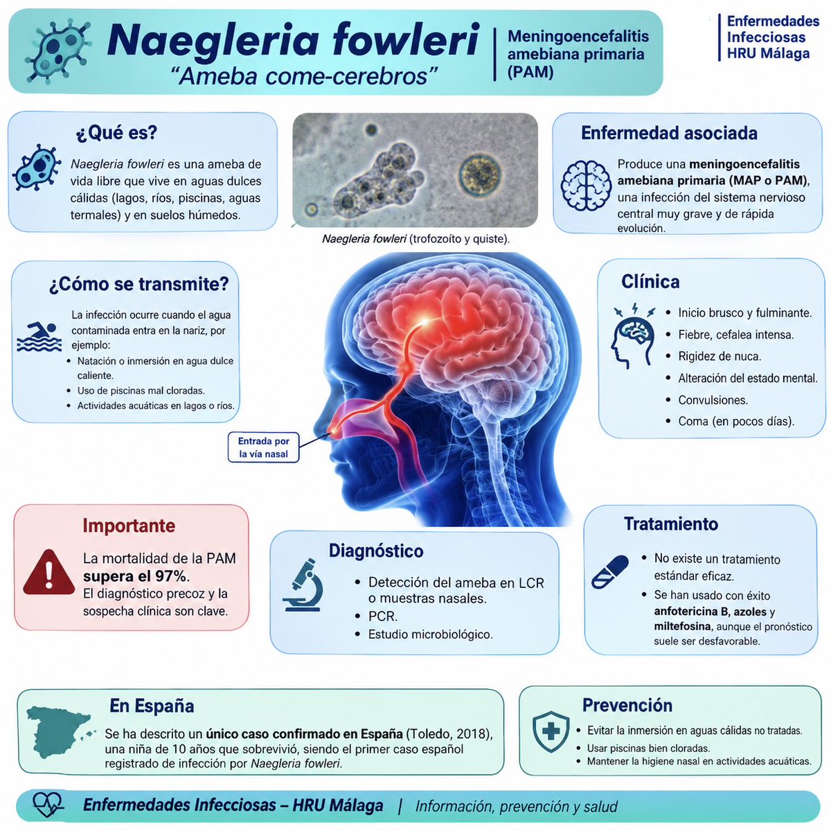 infeccHRUmalaga's tweet photo. Fallece niña de 8 años😢en Louisiana🇺🇸 al nadar en lago 🏊🏻‍♂️por “ameba comecerebros” #Naegleriafowleri❌🧠Infección EXTREMADAMENTE rara➡️Revisión literatura📚66 casos de 2000 a 2024
Alta mortalidad (85%)
Tto: Anfo B + Miltefosina
Revisión #InfectDisRep🔗🆓https://t.co/34iaLHh9UV https://t.co/jgXc4gWurM