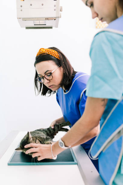 hayatajb's tweet photo. 隠岐諸島では春にフクロウの鳴く姿がよく見られる。 https://t.co/ecSiB4XBXn