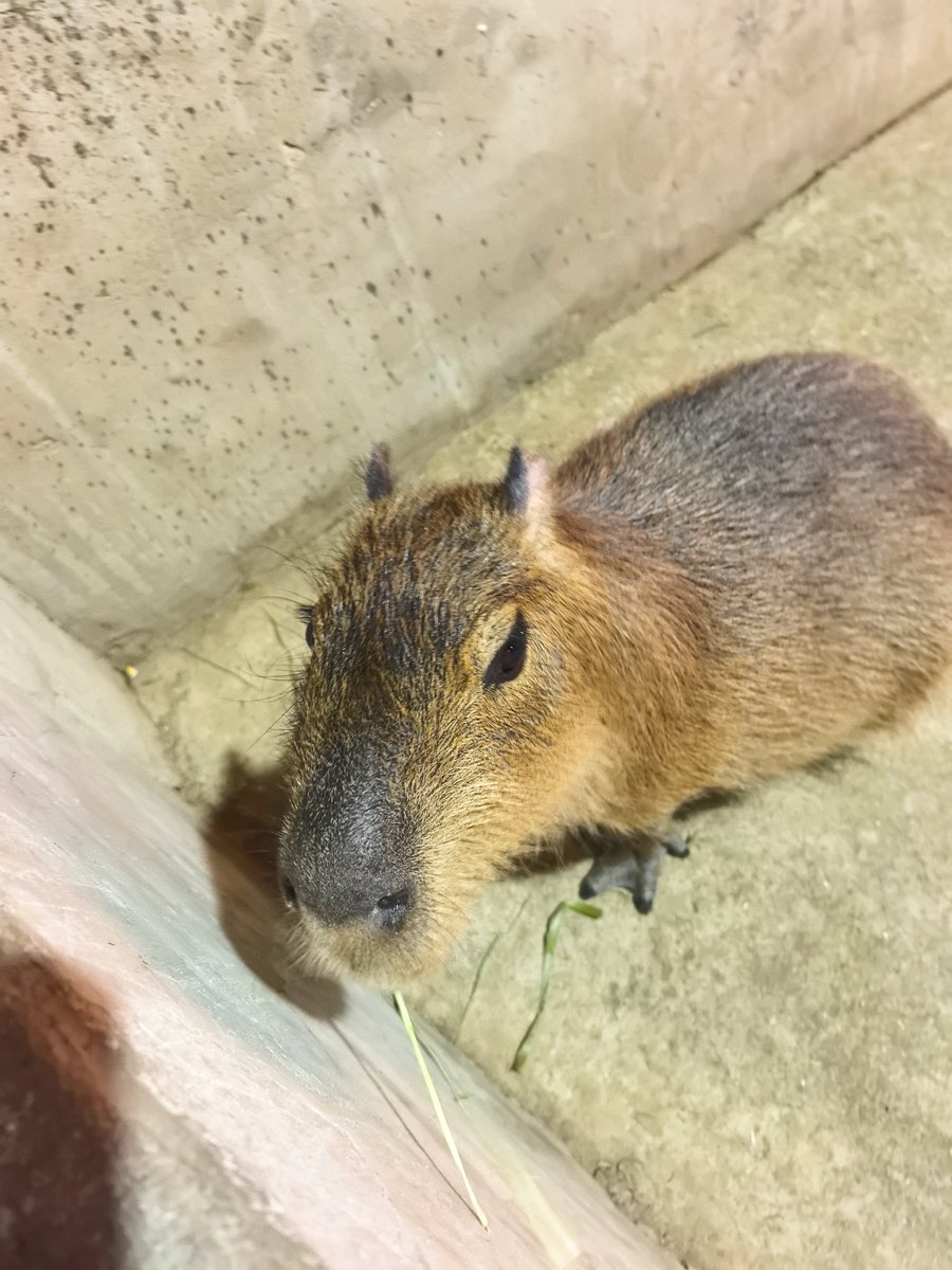 caofeidian63188's tweet photo. 全世界情绪最稳定的小动物--卡皮巴拉😼水豚Capybara
#卡皮巴拉 #动物世界 #互fo https://t.co/80UtvtUkJT