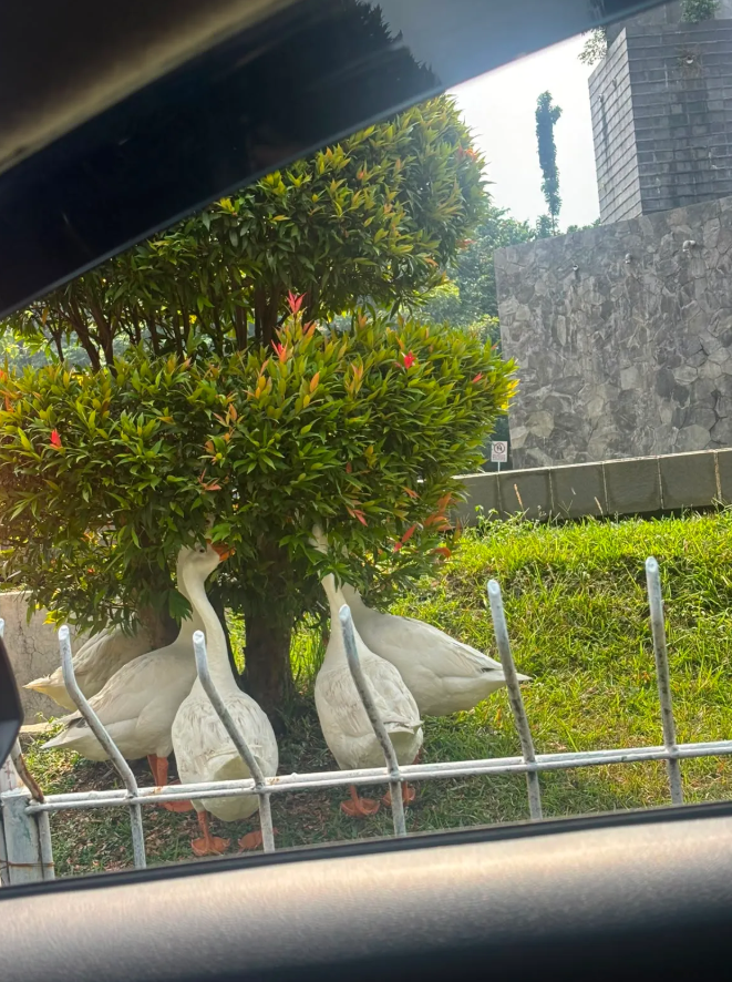 txtharihariWNI's tweet photo. Guys, adakah teman-teman yang tinggal di Taman Yasmin Bogor kenal dengan RT/RW setempat atau pengelola Bunderan Yasmin?

Kalau bisa, angsa-angsa ini dikasih kandang supaya kalau kepanasan gak seperti ini. Mereka berteduh di bawah satu pohon pendek.

Kalau diizinkan, saya mau sumbang/buatkan kandang buat mereka.
