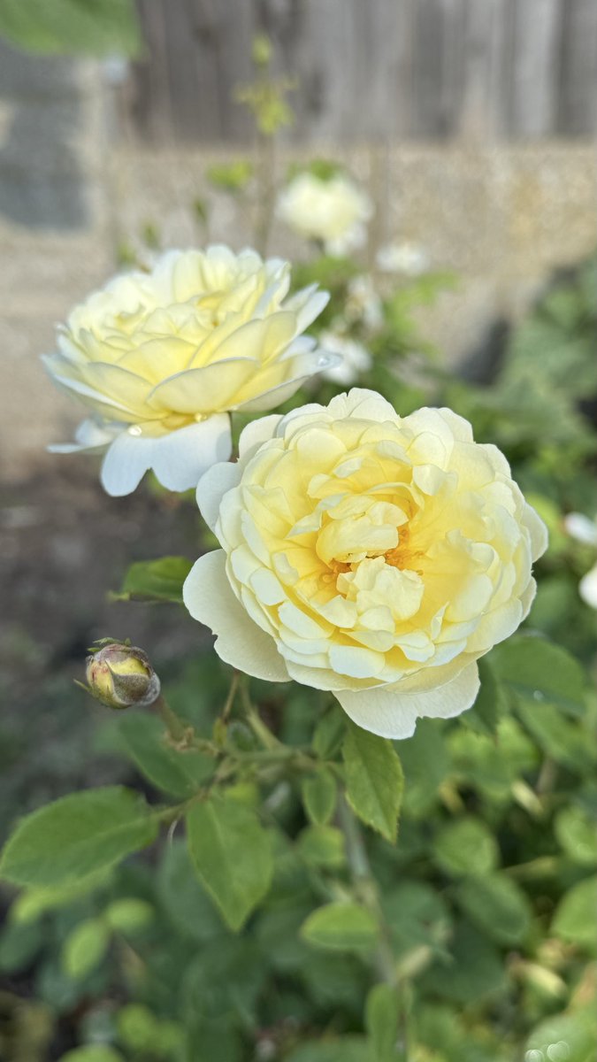 BrianRumbelow's tweet photo. My #NyeBevan looking gorgeous for #RoseWednesday https://t.co/4kIWwzvMoe