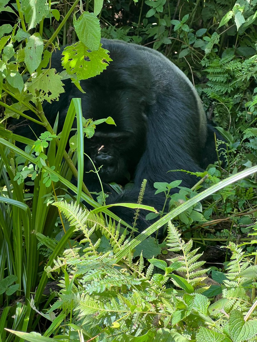 bespokesafarisu's tweet photo. Gorilla trekking is more than an adventure, it connects conservation, communities and meaningful travel. 🦍🇺🇬
Proud to create customized safari experiences through Bespoke Safaris.
#gorillatrekking #ugandatourism #sustainabletourism #bespokesafaris https://t.co/MTMDk1XOIu