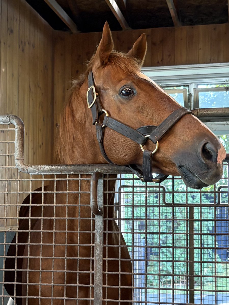 YA_Farm's tweet photo. 顔を出してくれたお馬さんたち②
・べラジオオペラ
・シャフリヤール
・オルフェーヴル

特にべラジオオペラは人懐っこいオーラが半端なかった！可愛かった https://t.co/wTM6mHzlkV