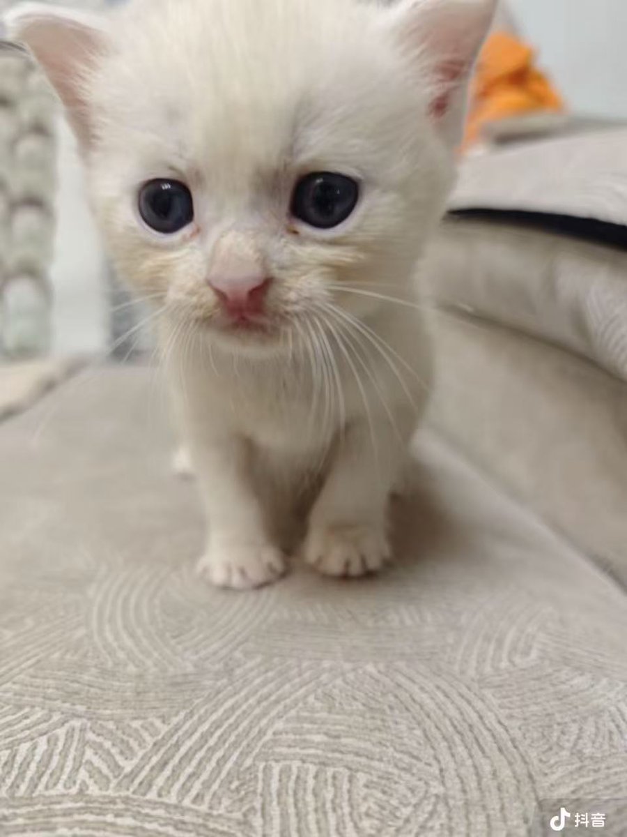 culKitten tweet picture