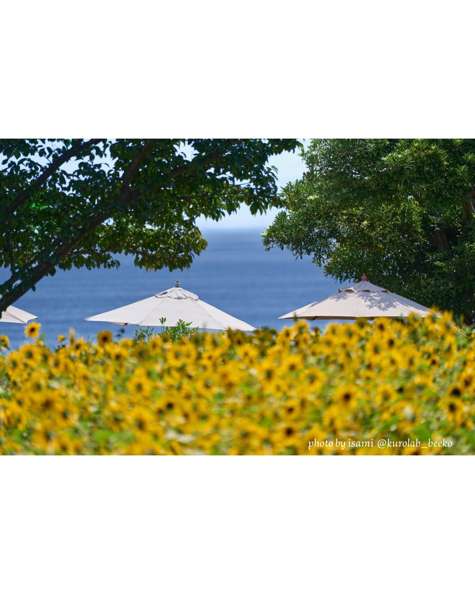 NewYorkLamp's tweet photo. 🌻 ひまわり、まだまだ綺麗に咲いています！

8月も終盤ですが、ニューヨークランプミュージアム＆フラワーガーデンでは、まだまだ夏らしい景色をお楽しみいただけます😊

📷 photo by isami
@kurolab_beeko

#伊豆高原 #伊東観光 #ひまわり #伊豆旅行 https://t.co/9Zqr77Zv7F