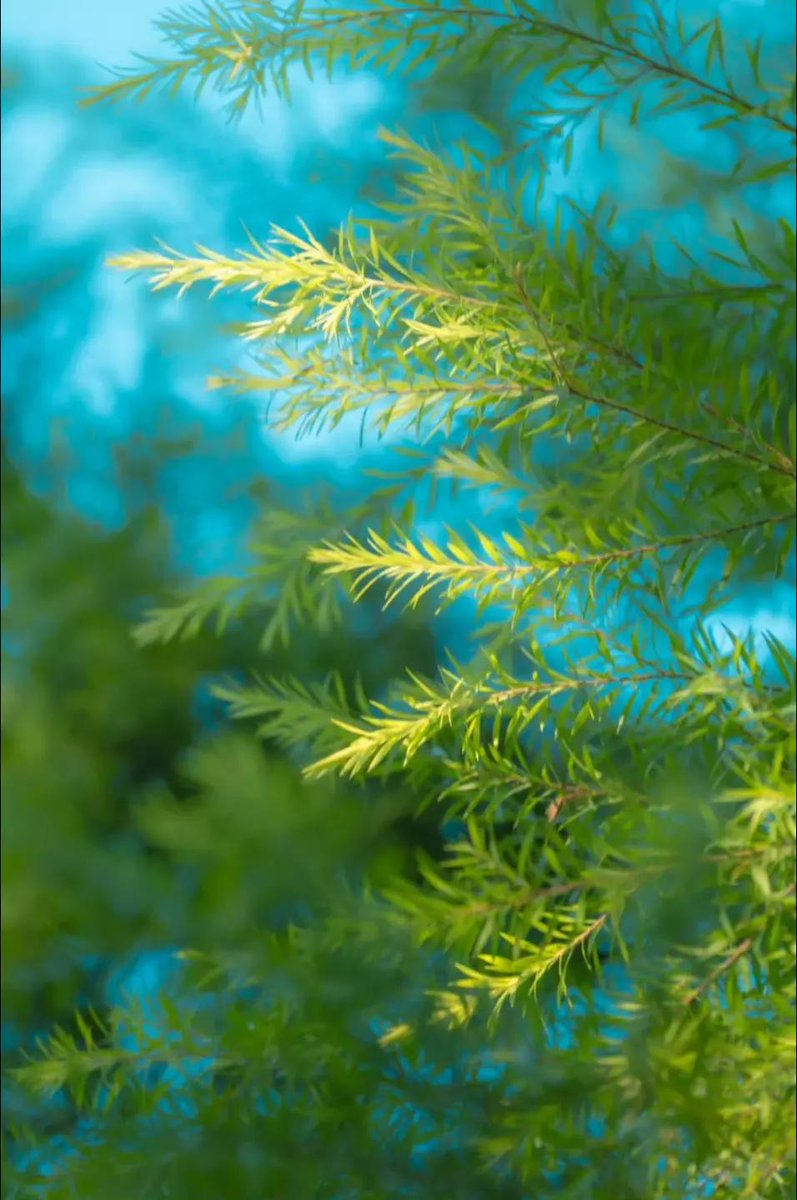 LinMccaulliefu's tweet photo. It is funny how a brief moment of quiet can make everything feel so renewed 🌿 https://t.co/t0iizgTw6K