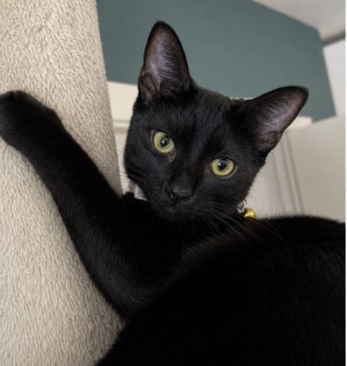 MNashCatRescue's tweet photo. Mini black panthers!  Pip &amp; Squeak (girls), Binx &amp; Bubbles (boys) are 16-week old &amp; hand-reared. Adorable, confident, playful &amp; affectionate, they love each other, so are looking for homes either in pairs or all together #AdoptDontShop #WhiskersWednesday #Buckinghamshire https://t.co/fgubigzaH3