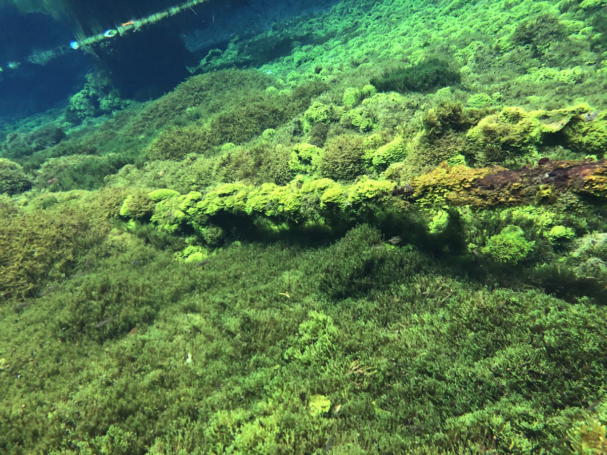 IjN9fv's tweet photo. 今日も恐ろしく暑かったので…ちょっといい湧水の森置いときますね https://t.co/fsOwcYwRxN