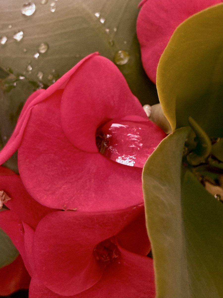 iTannu's tweet photo. Bold | Bright | Impossible to ignore
Theme: Red
This I found through my lens. 📷 https://t.co/TamePDj6eP