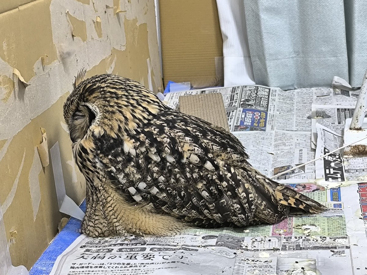 HachuToMoke's tweet photo. なぜ壁に向かって爆睡を……？ https://t.co/JGGCXbPXHr