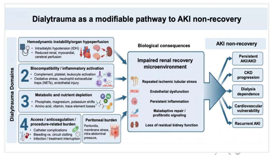 CKJsocial's tweet photo. What is the best dialysis regimen for severe AKI to allow kidney function recovery?

https://t.co/NPrmRhLQtL https://t.co/We9u2POZn6
